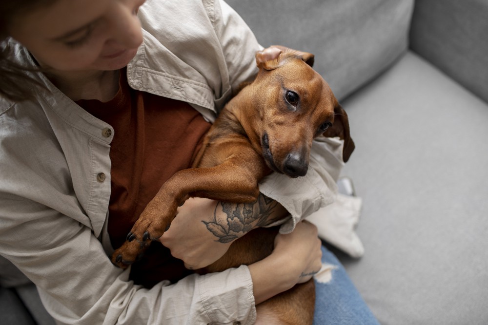 cachorro com dor de barriga