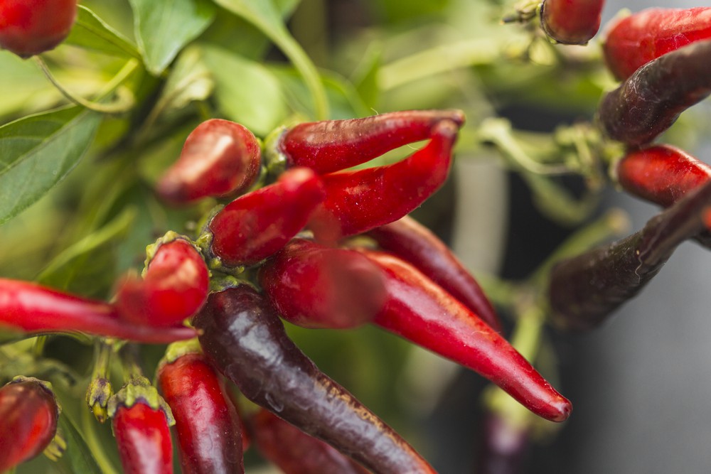 adubo para pimenteira