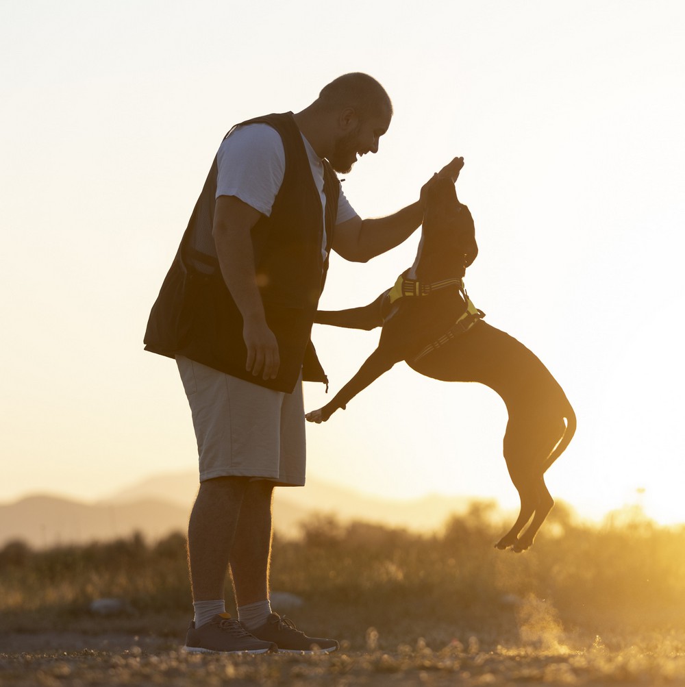 adestrar cachorro em casa