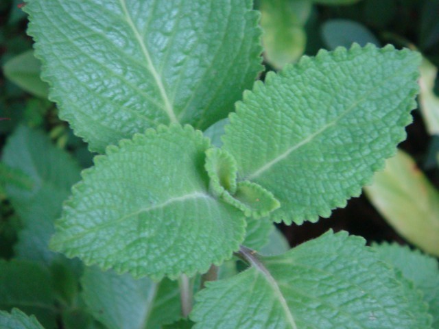 benefícios da malva do reino